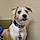 Sammy