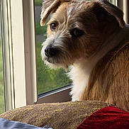 Sammy joined the competition — help win amazing prizes! dog, window, cushion, fur, pet, indoors, natural_light, looking_away, brown, white, close_up, face, ears, animal, resting, cozy, soft_light, portrait, companion, domestic