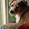 dog, window, cushion, fur, pet, indoors, natural_light, looking_away, brown, white, close_up, face, ears, animal, resting, cozy, soft_light, portrait, companion, domestic