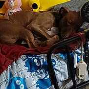 Cinnamon is registered to the contest to win money with this photo: dog, sleeping, bed, blanket, plush_toy, yellow_toy, pink_toy, brown_dog, indoor, cozy, resting, furniture, comfort, animal, pet, soft_toy, cute, relaxing, home, colorful