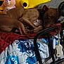 dog, sleeping, bed, blanket, plush_toy, yellow_toy, pink_toy, brown_dog, indoor, cozy, resting, furniture, comfort, animal, pet, soft_toy, cute, relaxing, home, colorful