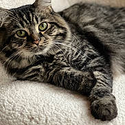 Bilbo Baggins joined the competition — help win amazing prizes! animal, blanket, cat, closeup, cozy, cute, domestic_animal, feline, fur, green_eyes, indoor, laying, paws, pet, relaxed, resting, sleepy, soft, tabby_cat, whiskers