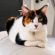Ushuaïa a rejoint le concours — aidez-le/la à gagner de superbes lots ! cat, calico, pet, animal, indoor, feline, yellow_eyes, white_cushion, relaxed, portrait, fur, ears, whiskers, home, decor, door, wall_art, collar, bell, paw