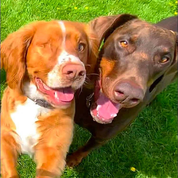 Harry is registered to the contest to win money with this photo: animal, bodypart, boxer, bulldog, canine, cockerspaniel, dog, goldenretriever, grass, hound, labradorretriever, lawn, mouth, person, pet, pig, plant, pointer, puppy, snout