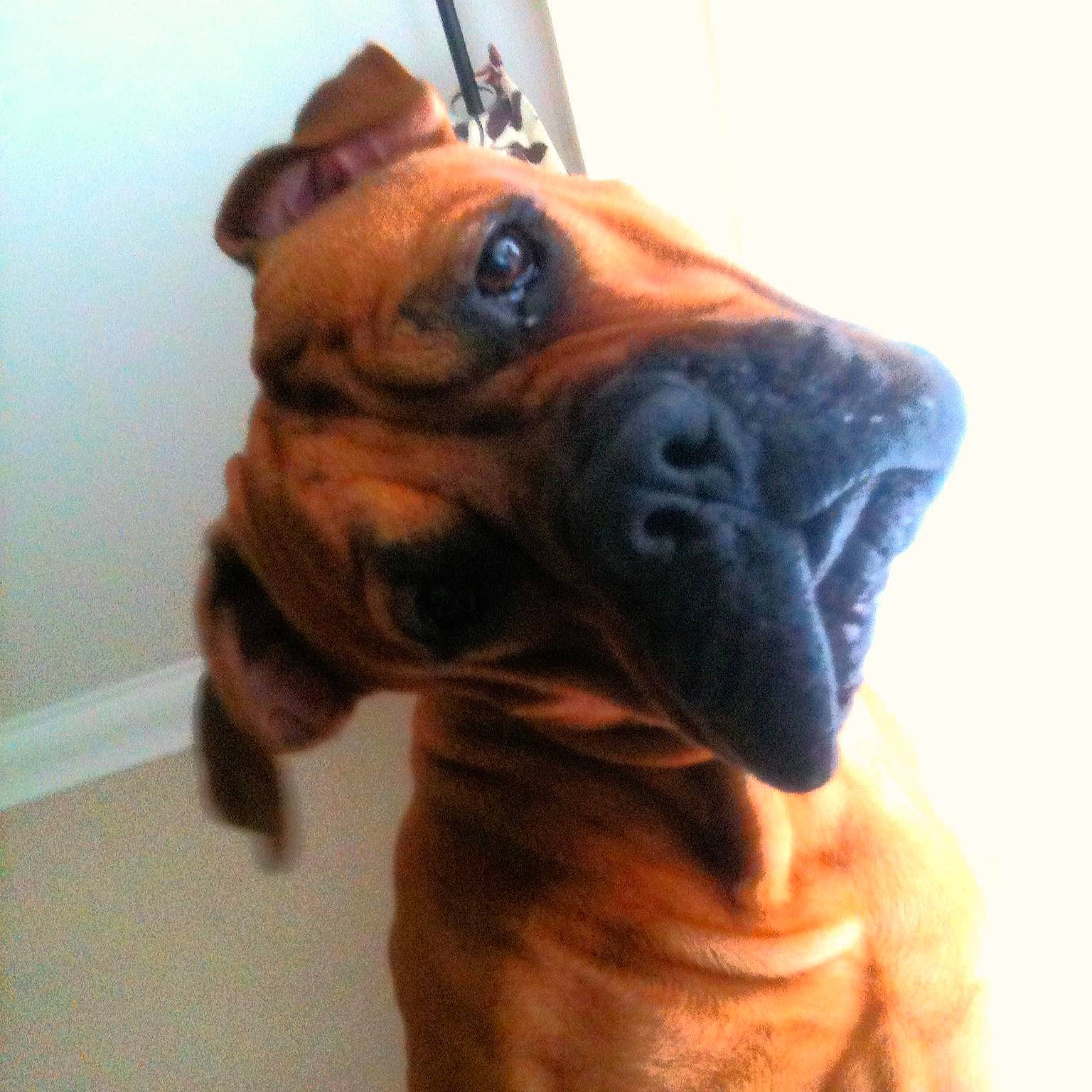 Cosmo is registered to the contest to win money with this photo: art, canidae, carnivore, companion_dog, dog, dog_breed, dog_collar, ear, fawn, jaw, liver, personal_protective_equipment, pet_supply, selfie, snout, sporting_group, toy_dog, whiskers, working_animal, wrinkle