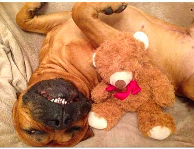 Cosmo is registered to the contest to win money with this photo: brown, canidae, carnivore, comfort, companion_dog, dog, dog_breed, fawn, fur, liver, paw, plush, snout, sporting_group, stuffed_toy, terrestrial_animal, toy, toy_dog, working_animal, wrinkle