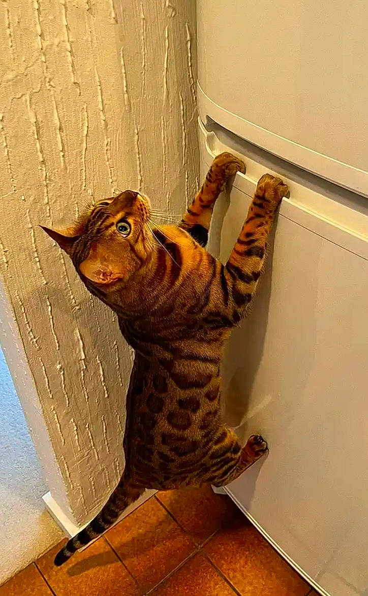 Zeus is registered to the contest to win money with this photo: carnivore, cat, ceiling, domestic_short_haired_cat, door, felidae, flooring, fur, hardwood, plaster, room, small_to_medium_sized_cats, snout, stairs, tail, terrestrial_animal, whiskers, window, wood