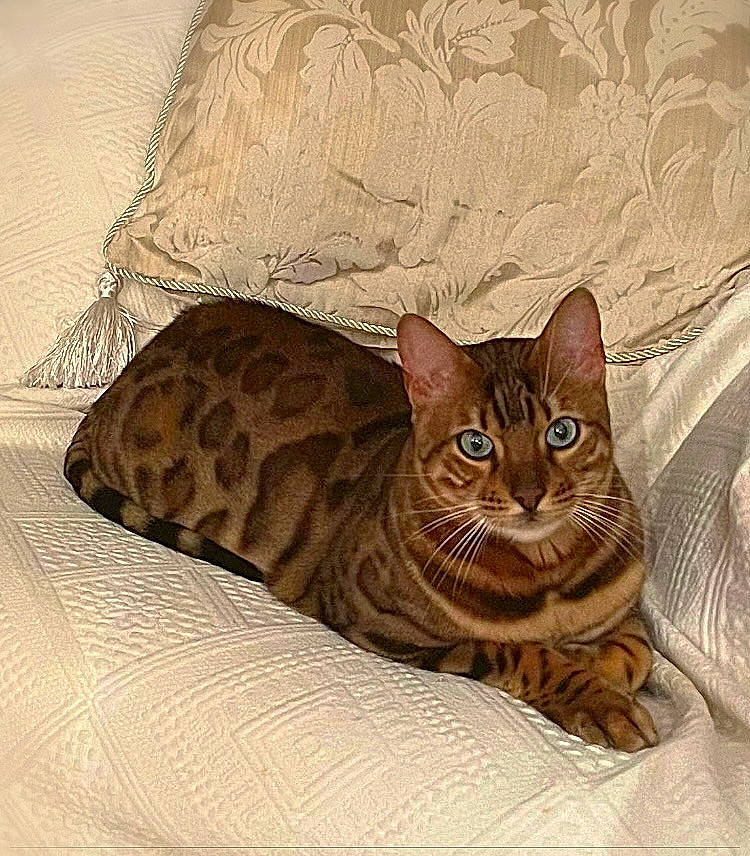 Zeus joined the competition — help win amazing prizes! bedding, carnivore, cat, cat_bed, cat_supply, comfort, domestic_short_haired_cat, fawn, felidae, fur, linens, pet_supply, rectangle, sitting, small_to_medium_sized_cats, snout, tail, terrestrial_animal, whiskers, window