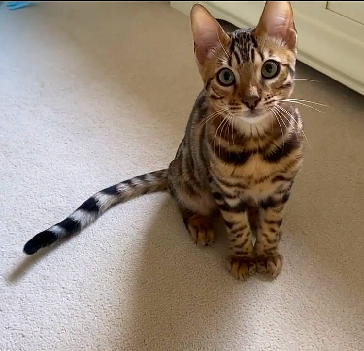 Zeus joined the competition — help win amazing prizes! carnivore, cat, domestic_short_haired_cat, felidae, fur, paw, small_to_medium_sized_cats, snout, tail, terrestrial_animal, whiskers