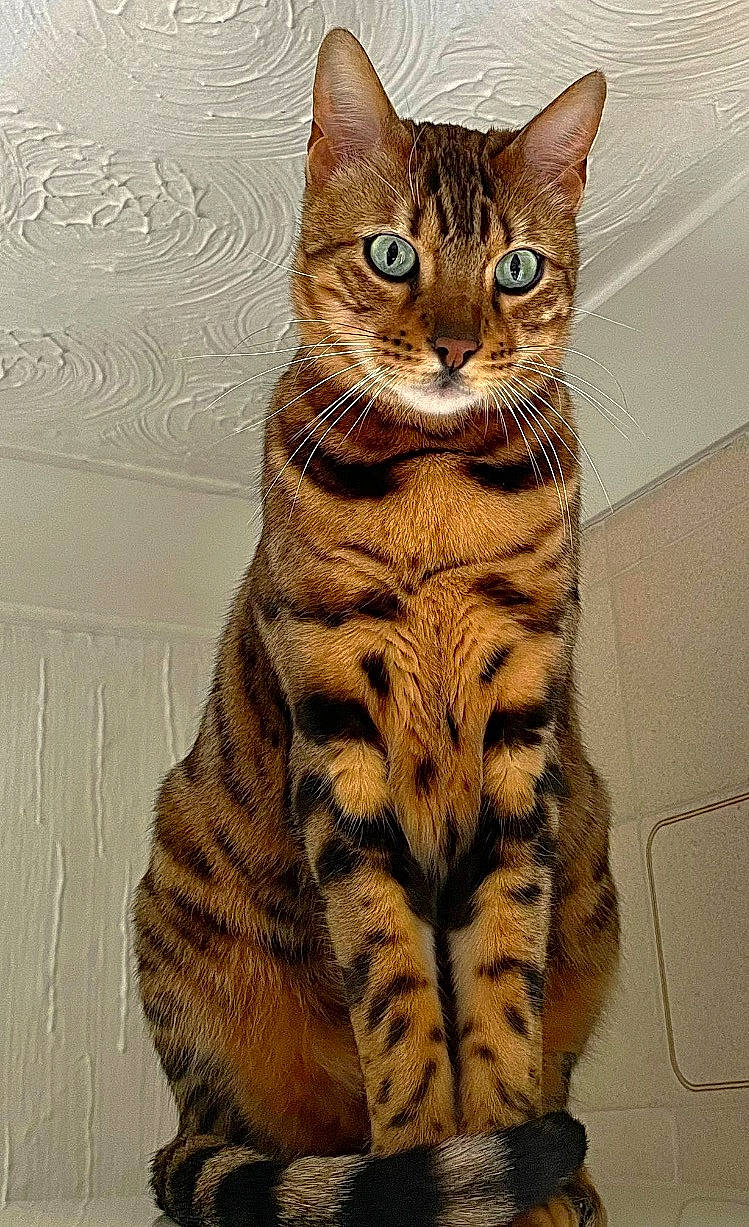 Zeus is registered to the contest to win money with this photo: carnivore, cat, claw, domestic_short_haired_cat, fawn, felidae, fur, paw, small_to_medium_sized_cats, snout, tail, terrestrial_animal, whiskers, wildlife