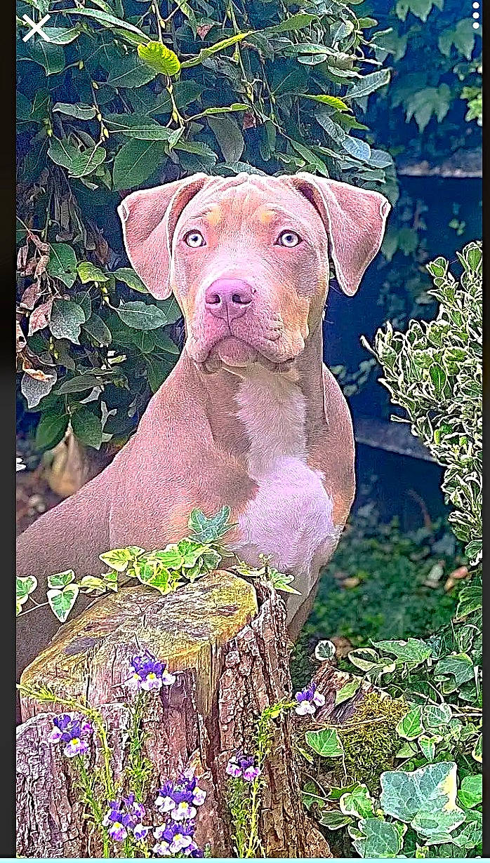 Kira joined the competition — help win amazing prizes! art, carnivore, dog, dog_breed, fawn, flower, grass, groundcover, illustration, landscape, liver, natural_landscape, nature, paint, painting, plant, rectangle, snout, terrestrial_animal, working_animal