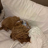 Lala is registered to the contest to win money with this photo: bed, blanket, brown, collar, companion, cozy, curled_up, cute, dog, fur, indoors, nap, person, pet, pillow, relaxation, resting, sleeping, soft, white