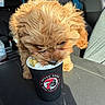 Lala is registered to the contest to win money with this photo: adorable, animal, brown_fur, car_interior, close_up, coffee_cup, curious, cute, dog, dog_treats, drink, fluffy, inside_car, leather_seat, pet, puppy, seat, small_dog, sunlight, whipped_cream