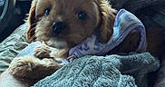 Lala is registered to the contest to win money with this photo: animal, blanket, brown_fur, car_interior, closeup, companion, cozy, cushion, cute, daylight, dog, fur, indoors, navigation_screen, pet, puppy, seat, soft_texture, window, young