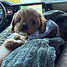animal, blanket, brown_fur, car_interior, closeup, companion, cozy, cushion, cute, daylight, dog, fur, indoors, navigation_screen, pet, puppy, seat, soft_texture, window, young