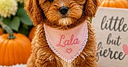Lala is registered to the contest to win money with this photo: puppy, dog, bow, bandana, pink, cute, fluffy, blanket, pumpkin, flowers, outdoor, sign, text, autumn, decor, pet, animal, portrait, sitting, adorable