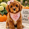 puppy, dog, bow, bandana, pink, cute, fluffy, blanket, pumpkin, flowers, outdoor, sign, text, autumn, decor, pet, animal, portrait, sitting, adorable