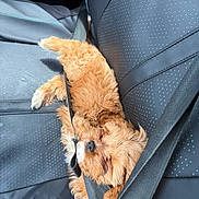 Lala is registered to the contest to win money with this photo: puppy, dog, sleeping, car_seat, seatbelt, leather_seat, black, turquoise_stitching, fur, cute, pet, animal, resting, cozy, travel, inside_car, adorable, small_dog, relaxed, car_interior