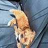 puppy, dog, sleeping, car_seat, seatbelt, leather_seat, black, turquoise_stitching, fur, cute, pet, animal, resting, cozy, travel, inside_car, adorable, small_dog, relaxed, car_interior