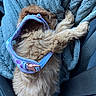 Lala joined the competition — help win amazing prizes! animal, blanket, blue, car_seat, closeup, comfort, cozy, curled_up, cute, dog, fur, harness, indoor, pet, puppy, resting, seatbelt, sleeping, soft, texture