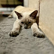 Sam joined the competition — help win amazing prizes! abyssinian, animal, cat, kitten, manx, pet, siamese