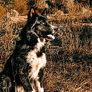 Panda is registered to the contest to win money with this photo: dog, animal, outdoor, autumn, fall_foliage, sunlight, nature, grass, happy, panting, black_and_white, sitting, ears_up, canine, field, fur, pet, daylight, wildlife, scenic