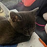 Luna Claire joined the competition — help win amazing prizes! animal, blanket, calm, cat, cozy, cute, domestic_cat, fur, furry, gray, indoor, kitten, nap, pet, resting, sleeping, small, soft, whiskers, young