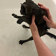 Luna Claire joined the competition — help win amazing prizes! animal, arm, bath, bath_time, bathtub, black_cat, cat, claw, domestic_animal, feline, fur, hands, human, indoor, paw, pet, skin, struggle, water, wet