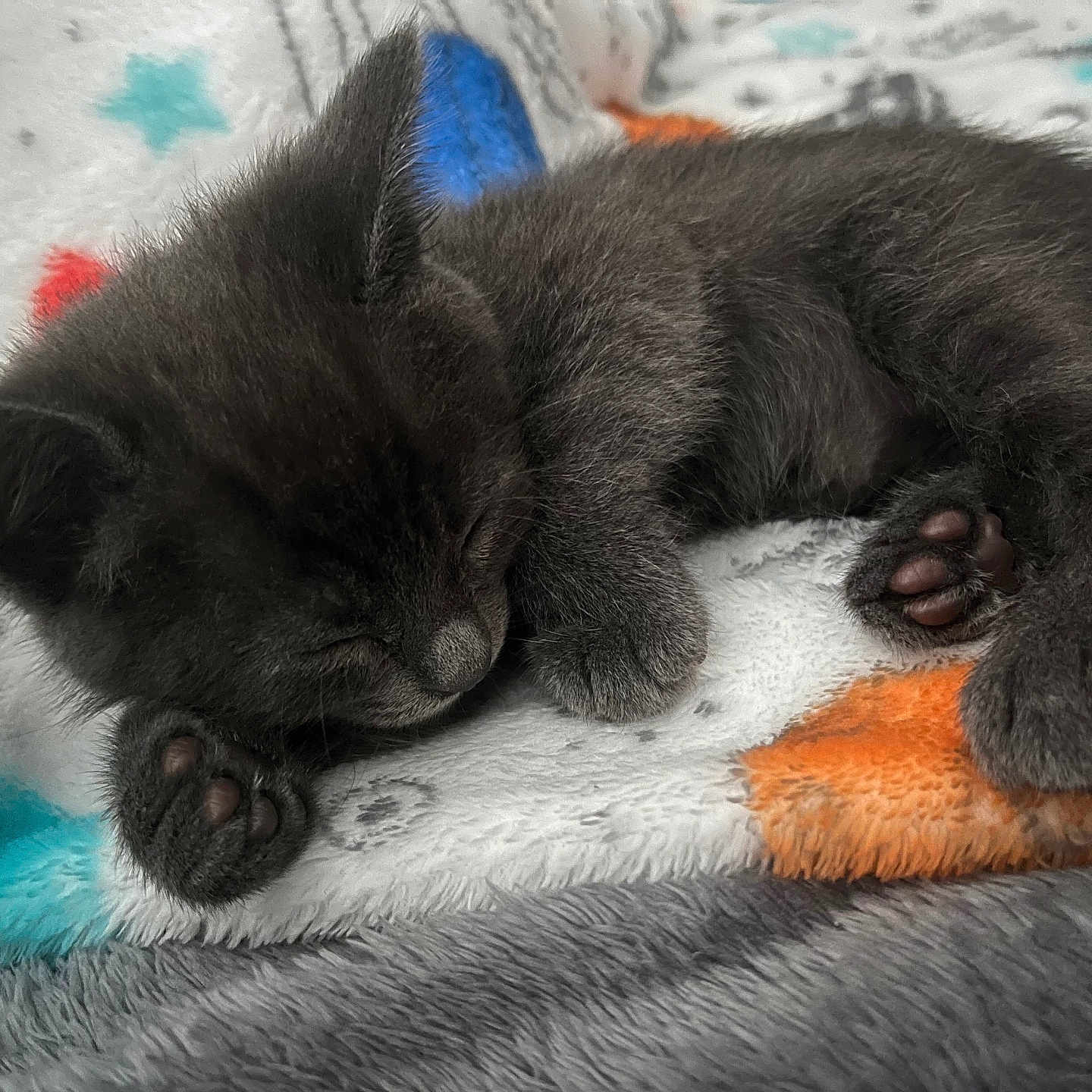 Luna Claire joined the competition — help win amazing prizes! adorable, animal, blanket, closeup, cozy, cute, domestic_cat, feline, fur, gray_fur, indoor, kitten, paw, peaceful, pet, resting, sleeping, small, soft_texture, young