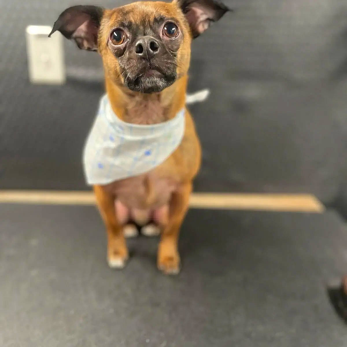 Reno is registered to the contest to win money with this photo: canidae, carnivore, chihuahua, collar, companion_dog, dog, dog_breed, dog_collar, dog_supply, fawn, fur, paw, pet_supply, snout, sporting_group, tail, terrestrial_animal, toy_dog, whiskers, working_animal