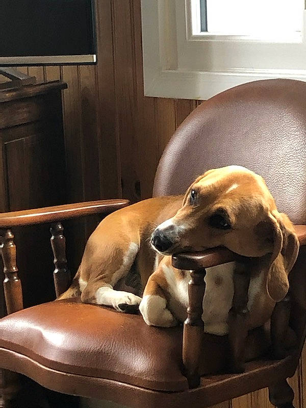 Polka a rejoint le concours — aidez-le/la à gagner de superbes lots ! carnivore, chair, collar, comfort, companion_dog, couch, dog, dog_breed, dog_supply, fawn, flooring, furniture, hardwood, hound, pet_supply, snout, sporting_group, television, window, working_animal