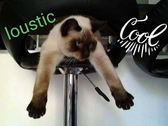 Loustic participe au concours pour gagner de l'argent avec cette photo : carnivore, cat, fawn, felidae, fixture, font, fur, logo, photo_caption, siamese, small_to_medium_sized_cats, tail, whiskers