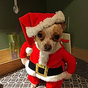 Sydney is registered to the contest to win money with this photo: animal, black_belt, christmas, costume, cute, dog, eyes, face, fur, holiday, indoor, kitchen, nose, pattern, pet, red, santa_claus_costume, small_dog, table, white