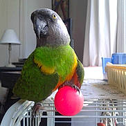 Leo a rejoint le concours — aidez-le/la à gagner de superbes lots !