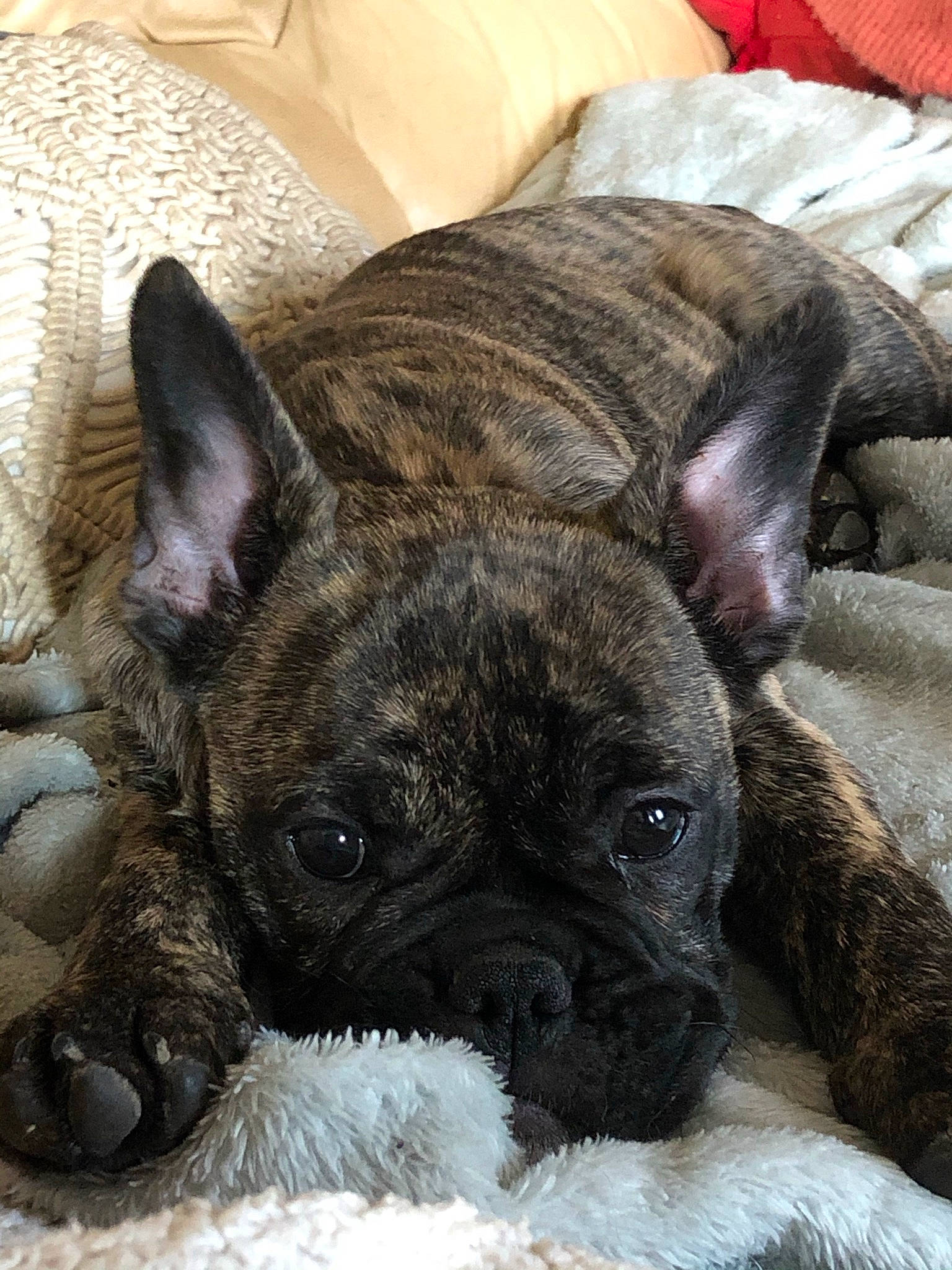 Rony participe au concours pour gagner de l'argent avec cette photo : ancient_dog_breeds, canidae, carnivore, comfort, companion_dog, dog, dog_breed, fawn, french_bulldog, non_sporting_group, pillow, pug, puppy, snout, sporting_group, terrestrial_animal, toy_dog, whiskers, working_animal, wrinkle