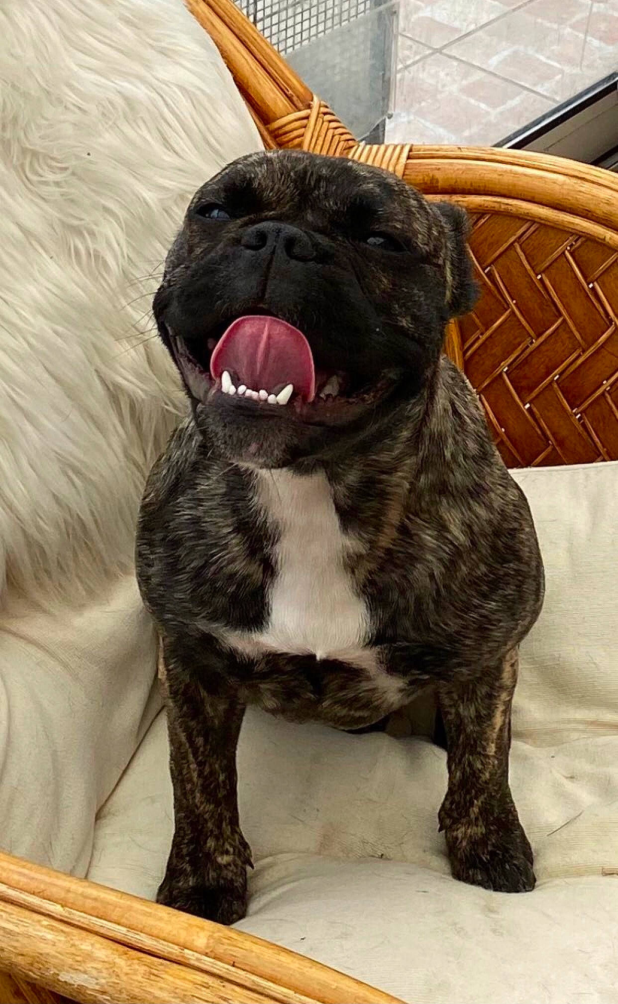 Rony participe au concours pour gagner de l'argent avec cette photo : bulldog, canidae, carnivore, collar, companion_dog, dog, dog_breed, dog_collar, fawn, fur, liver, molosser, pug, snout, terrestrial_animal, toy_dog, whiskers, wood, working_animal, wrinkle