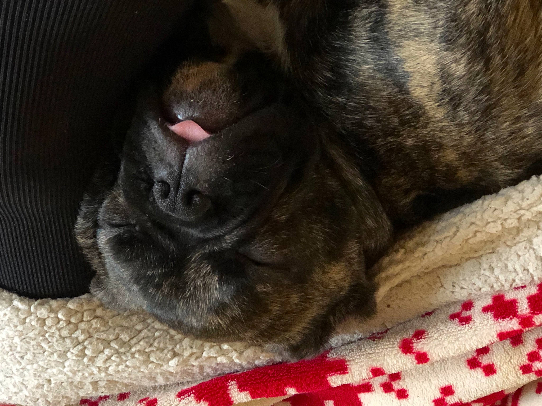 Rony a rejoint le concours — aidez-le/la à gagner de superbes lots ! canidae, carmine, carnivore, cat, comfort, companion_dog, dog, dog_breed, domestic_short_haired_cat, fawn, felidae, fur, grey, liver, pattern, small_to_medium_sized_cats, sporting_group, terrestrial_animal, whiskers, working_animal