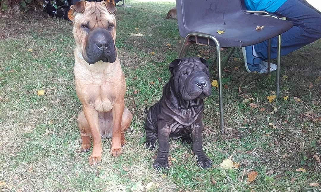 Nefertiti participe au concours pour gagner de l'argent avec cette photo : alaunt, boerboel, bullmastiff, cane_corso, canidae, canis_panther, carnivore, dog, dog_breed, fawn, guard_dog, mammal, non_sporting_group, perro_de_presa_canario, shar_pei, vertebrate