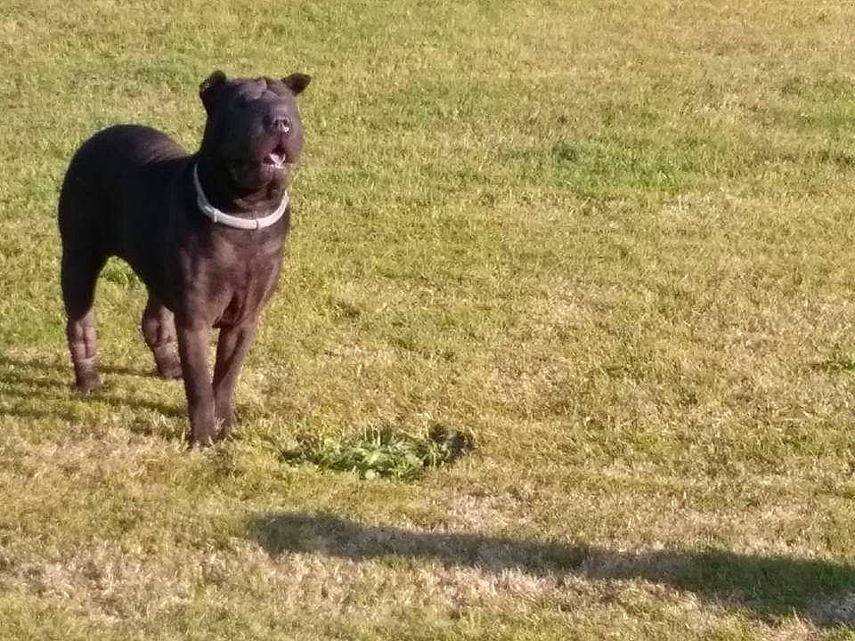 Nefertiti participe au concours pour gagner de l'argent avec cette photo : australian_kelpie, canidae, carnivore, dog, dog_breed, guard_dog, hunting_dog, mammal, non_sporting_group, sporting_group, vertebrate, working_dog
