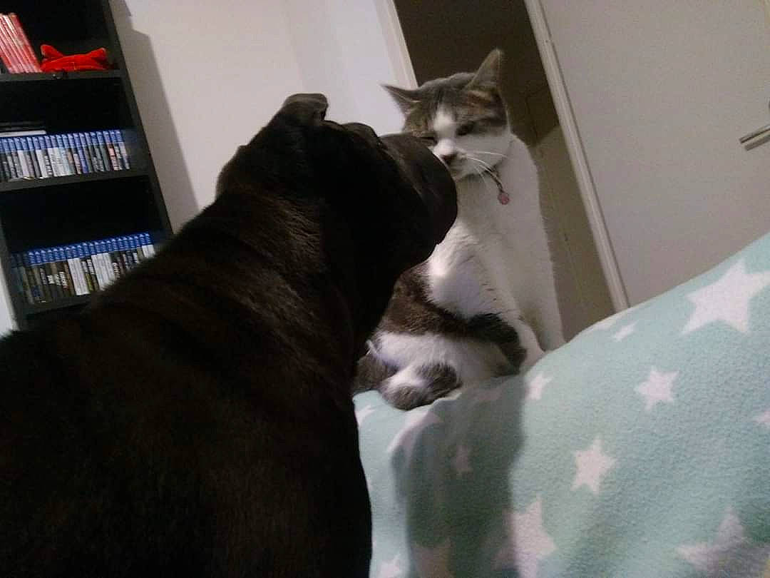 Nefertiti a rejoint le concours — aidez-le/la à gagner de superbes lots ! boston_terrier, canidae, carnivore, cat, dog, dog_breed, ear, fawn, felidae, french_bulldog, guard_dog, kitten, mammal, non_sporting_group, pit_bull, puppy, small_to_medium_sized_cats, sporting_group, tail, whiskers