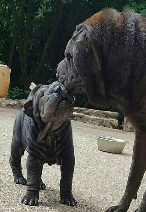 Nefertiti participe au concours pour gagner de l'argent avec cette photo : ancient_dog_breeds, canidae, carnivore, companion_dog, dog, dog_breed, fawn, korean_mastiff, mammal, molosser, neapolitan_mastiff, non_sporting_group, old_english_bulldog, ori_pei, shar_pei, vertebrate, wrinkle