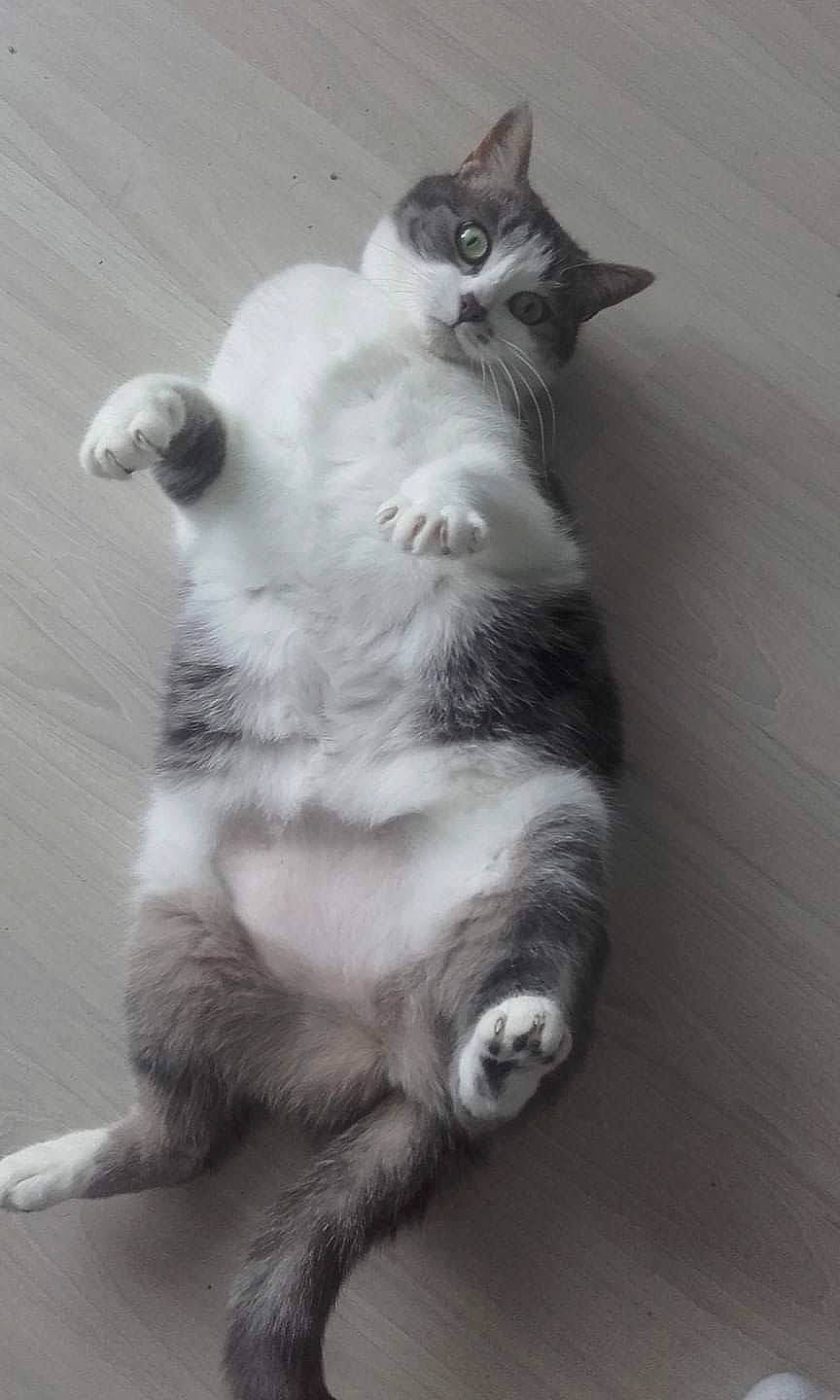 Izy participe au concours pour gagner de l'argent avec cette photo : aegean_cat, american_wirehair, asian, black_and_white, carnivore, cat, domestic_short_haired_cat, european_shorthair, felidae, kitten, mammal, paw, polydactyl_cat, small_to_medium_sized_cats, snout, tail, vertebrate, whiskers