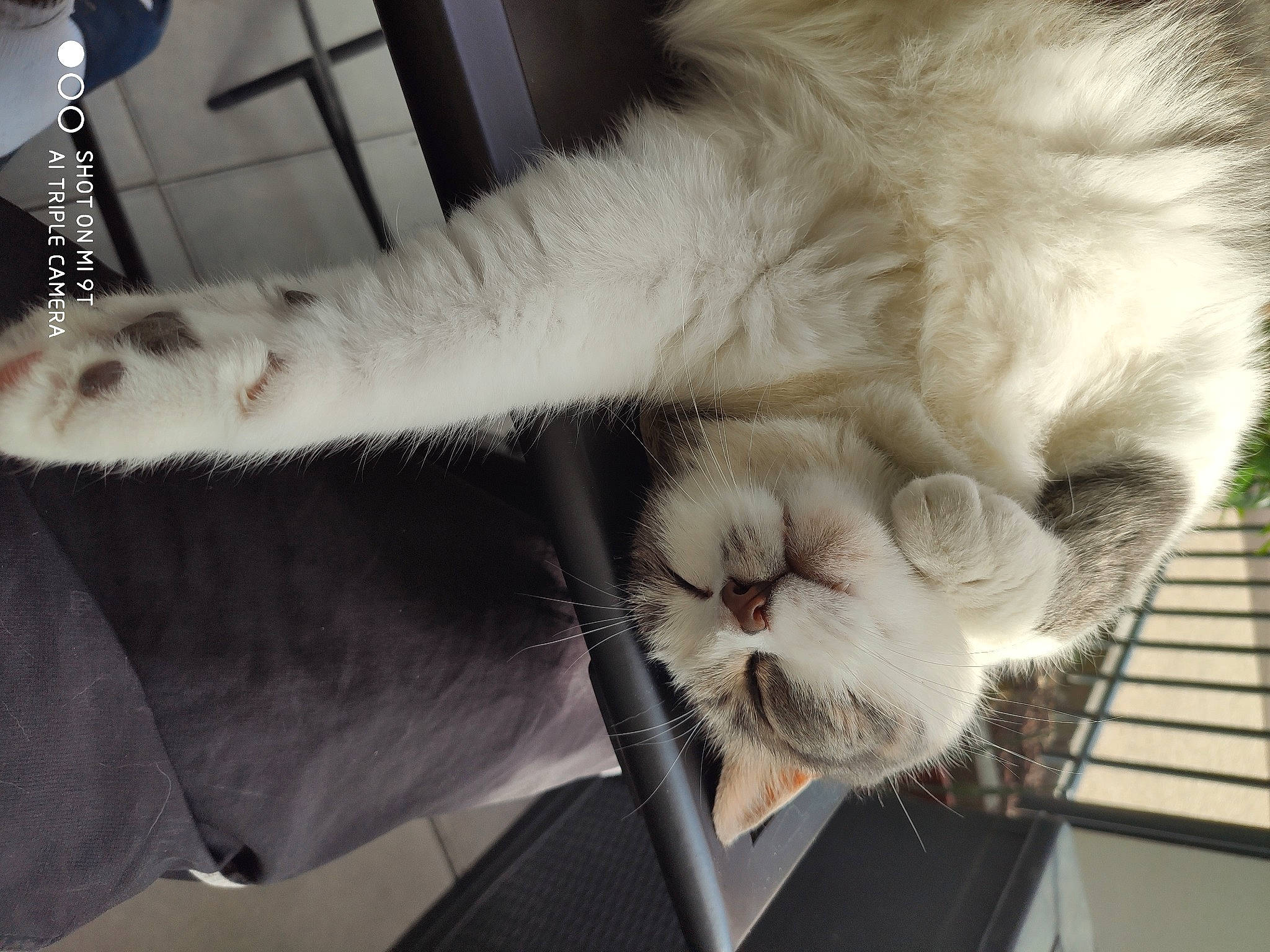 Izy a rejoint le concours — aidez-le/la à gagner de superbes lots ! asian, carnivore, cat, claw, domestic_long_haired_cat, ear, eye, felidae, fur, nose, paw, polydactyl_cat, ragamuffin, ragdoll, small_to_medium_sized_cats, snout, tail, turkish_angora, turkish_van, whiskers