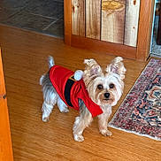 Koda joined the competition — help win amazing prizes! dog, small_dog, pet, indoor, wooden_floor, red_clothing, festive_outfit, santa_suit, curious, ears_up, brown_and_white_fur, carpet, rug, home_interior, wood_paneling, flooring, animal, companion, cute, domestic