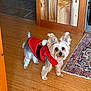 dog, small_dog, pet, indoor, wooden_floor, red_clothing, festive_outfit, santa_suit, curious, ears_up, brown_and_white_fur, carpet, rug, home_interior, wood_paneling, flooring, animal, companion, cute, domestic