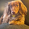 animal, brown, close_up, collar, companion, cozy, curious, cute, dog, domestic_animal, furry, indoor, long_hair, looking_at_camera, pet, portrait, relaxed, sitting, texture, warm_lighting
