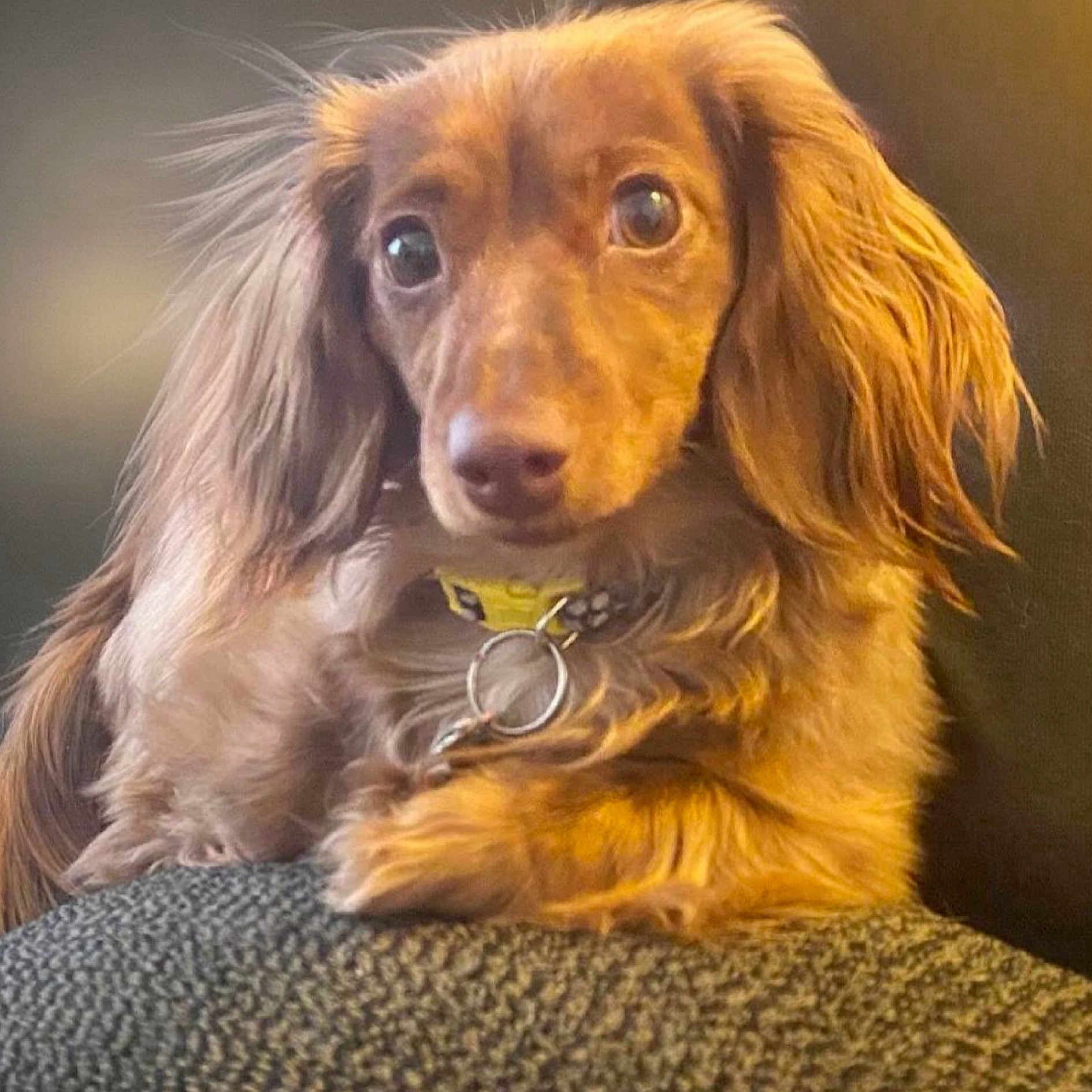 Daisy Jane