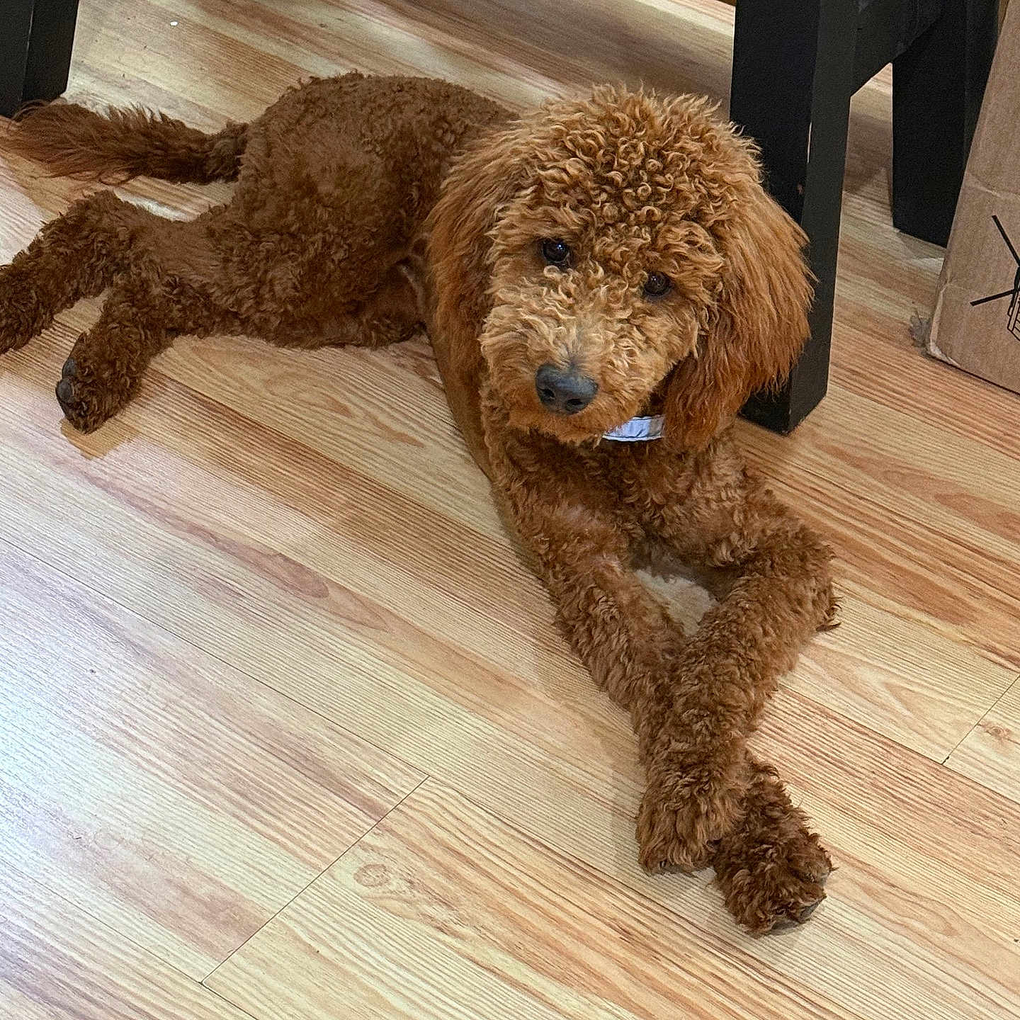 Mocha joined the competition — help win amazing prizes! animal, box, brown_dog, canine, companion, crossed_paws, curly_fur, cute, dog, domestic_animal, flooring, furniture, home, indoor, lying_down, mammal, pet, relaxed, resting, wooden_floor