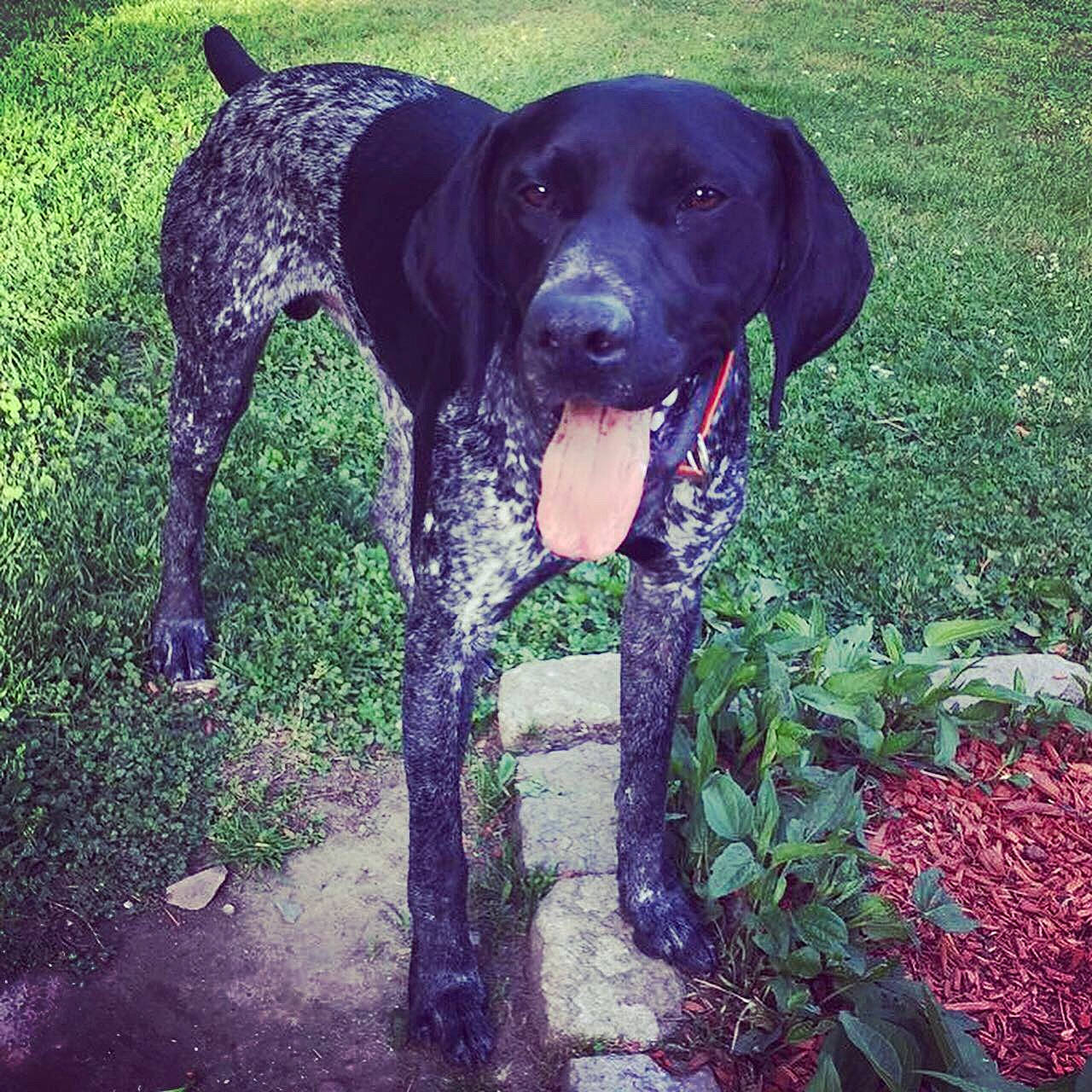 Petey is registered to the contest to win money with this photo: bluetick_coonhound, braque_dauvergne, braque_francais, canidae, carnivore, dog, dog_breed, german_shorthaired_pointer, gun_dog, hunting_dog, mammal, old_danish_pointer, pointer, pointing_breed, rare_breed_dog, sporting_group, vertebrate