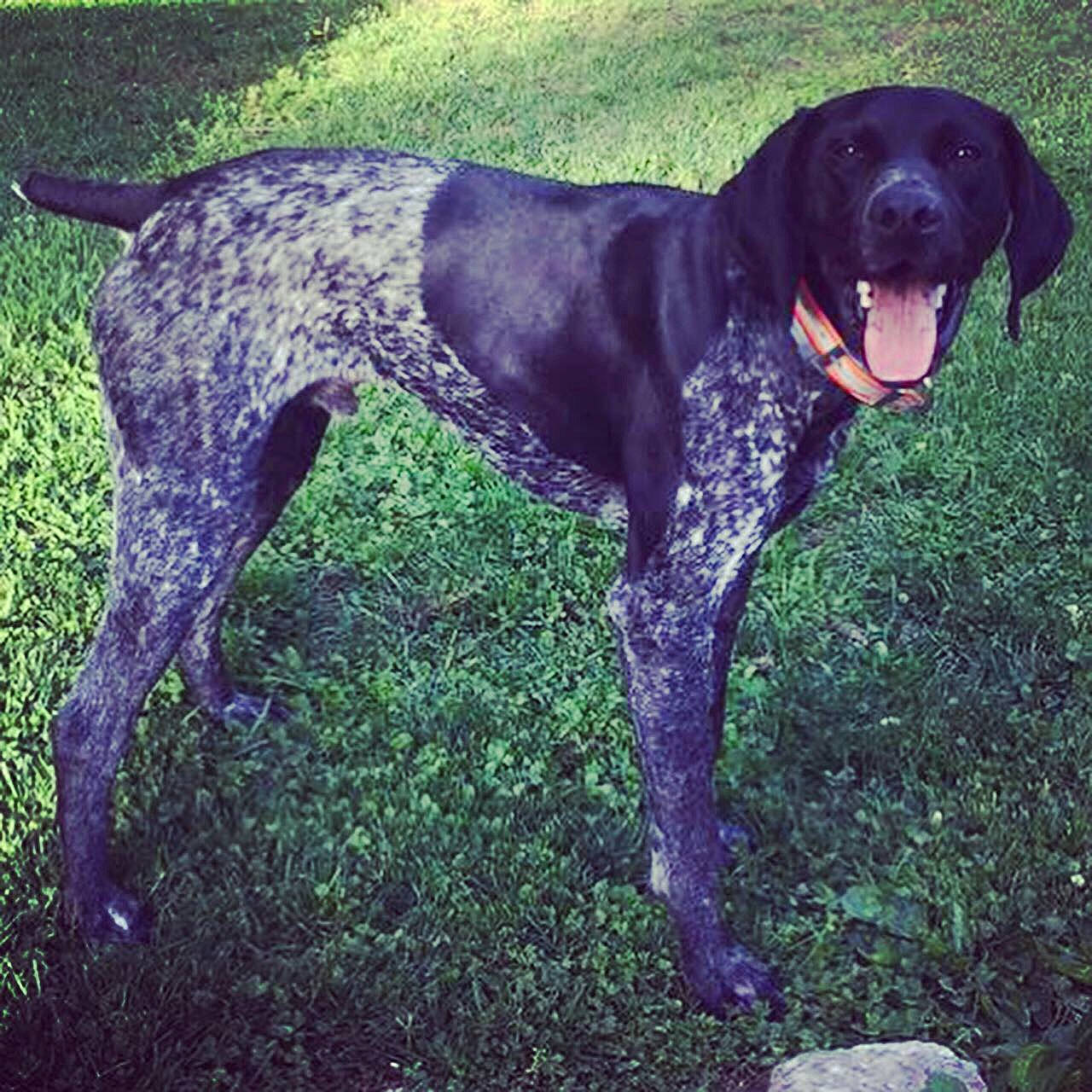 Petey is registered to the contest to win money with this photo: bluetick_coonhound, braque_dauvergne, braque_du_bourbonnais, braque_francais, canidae, carnivore, dog, dog_breed, english_coonhound, german_longhaired_pointer, german_shorthaired_pointer, hunting_dog, mammal, old_danish_pointer, pachon_navarro, pointer, pointing_breed, rare_breed_dog, sporting_group, vertebrate